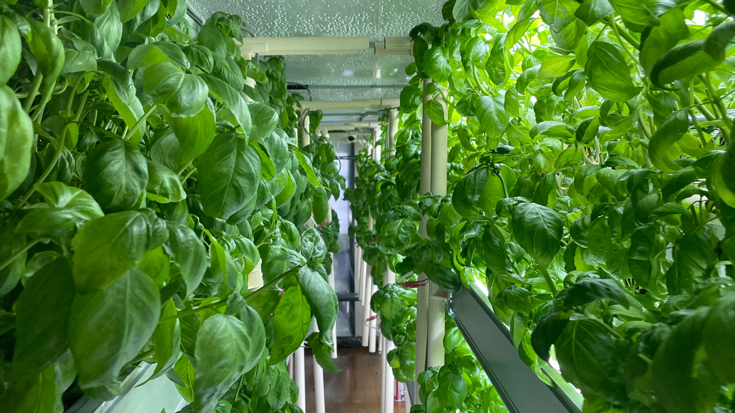 basil-head
